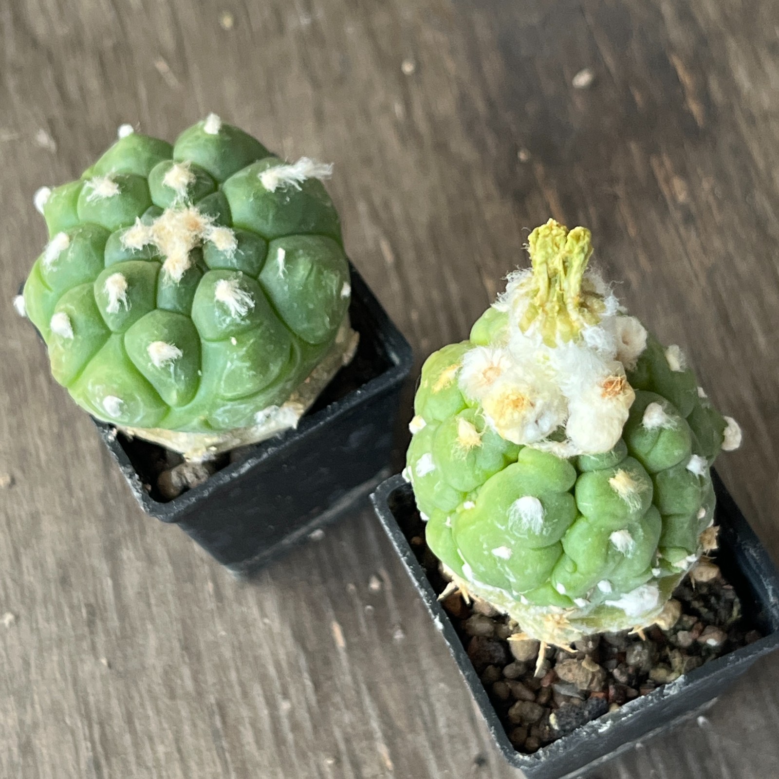 A50-274 Astrophytum super Kabuto cv. “Lizard Skin”, grafted, 2 pieces