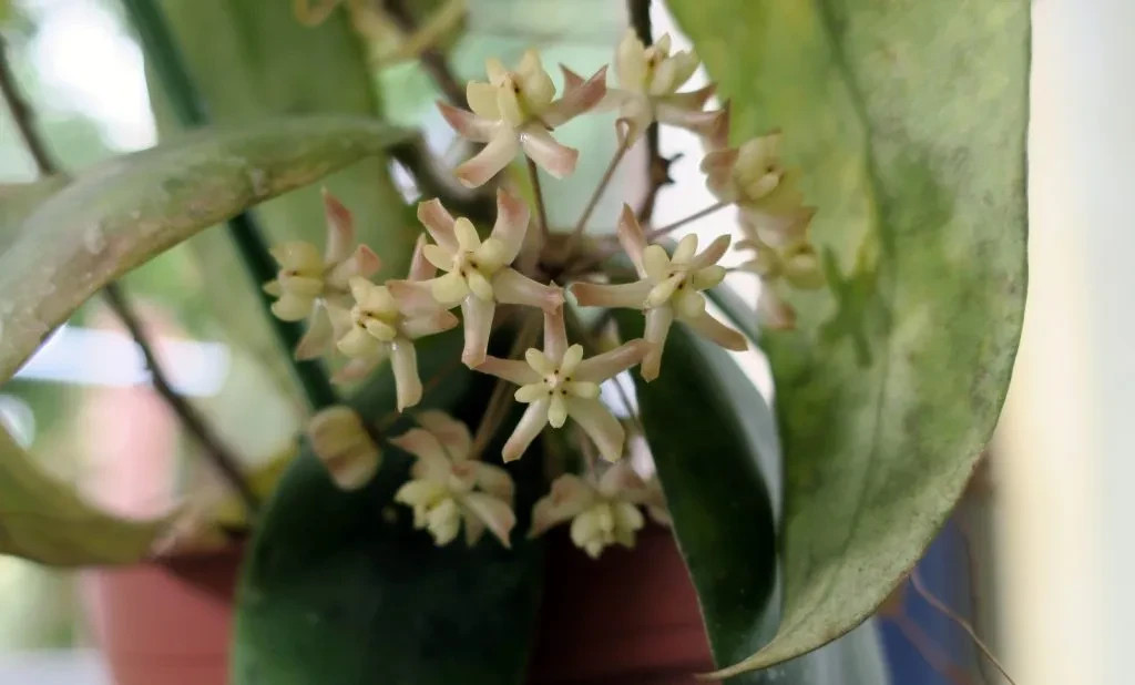 Real Pict Hoya Padangensis Rare Plant