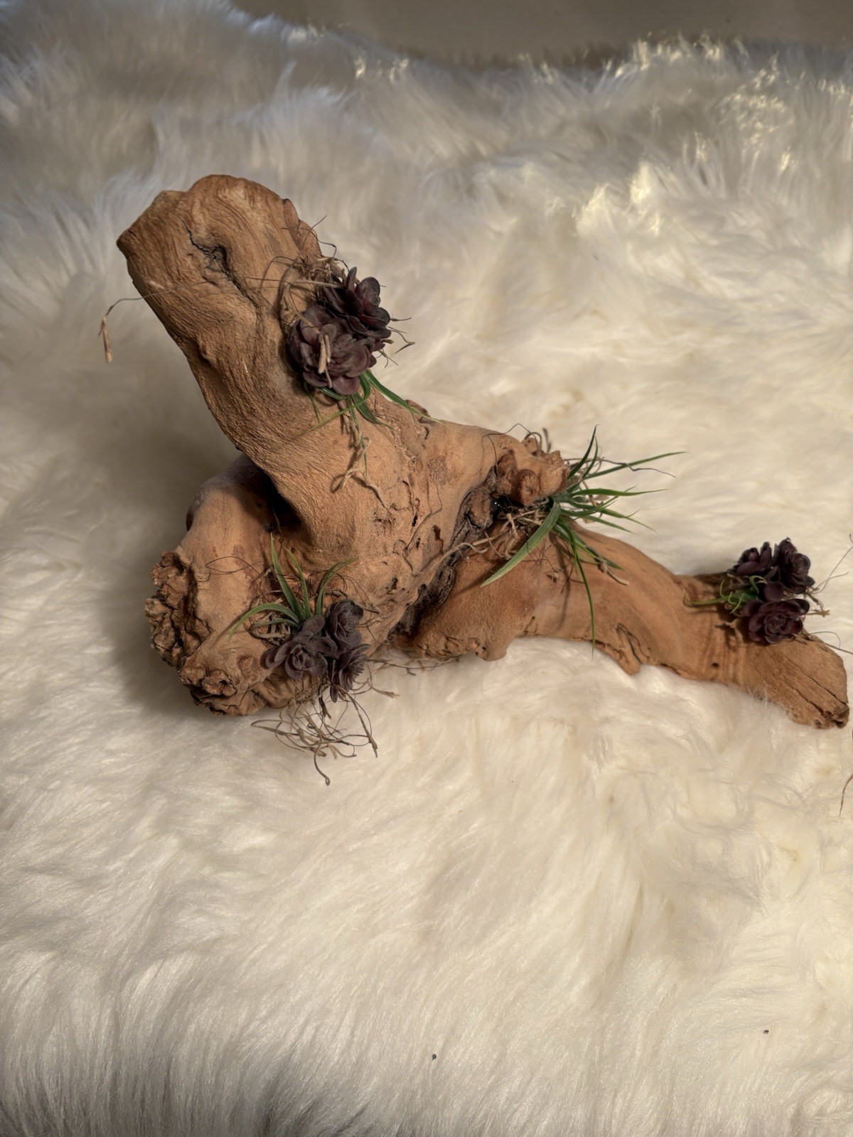 Grapewood Branch Natural Rare Piece Decorative With Colored Succulent Grass