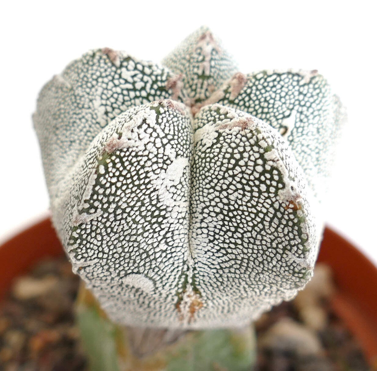 Astrophytum cv ONZUKA x HAKUUN (grafted) PA87 – Bishop’s cap | Star cactus