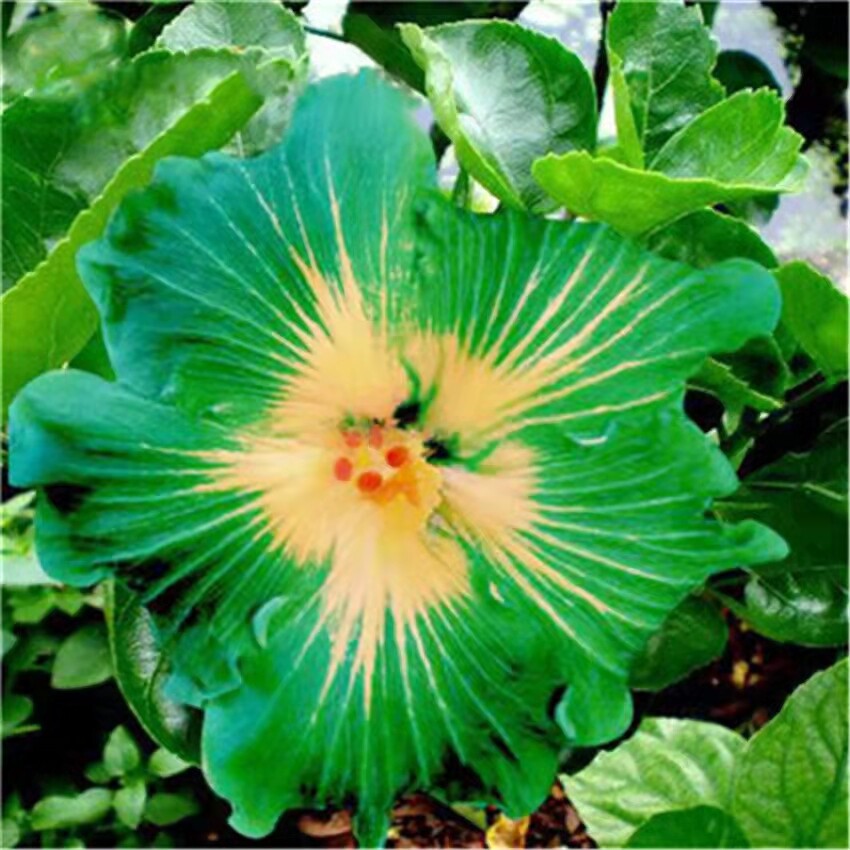 100 Red Hibiscus seeds Hibiscus Rosa-sinensis Garden Flowers seeds