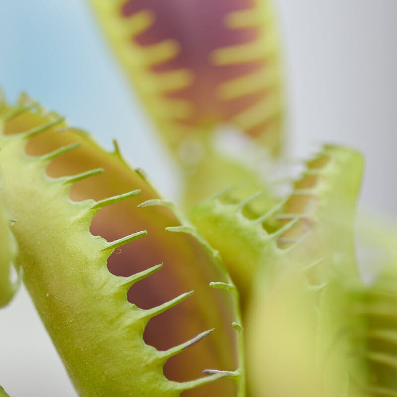 4 Artificial 9″ Vinyl Venus Flytrap Plants for Florals, Crafting and Decor
