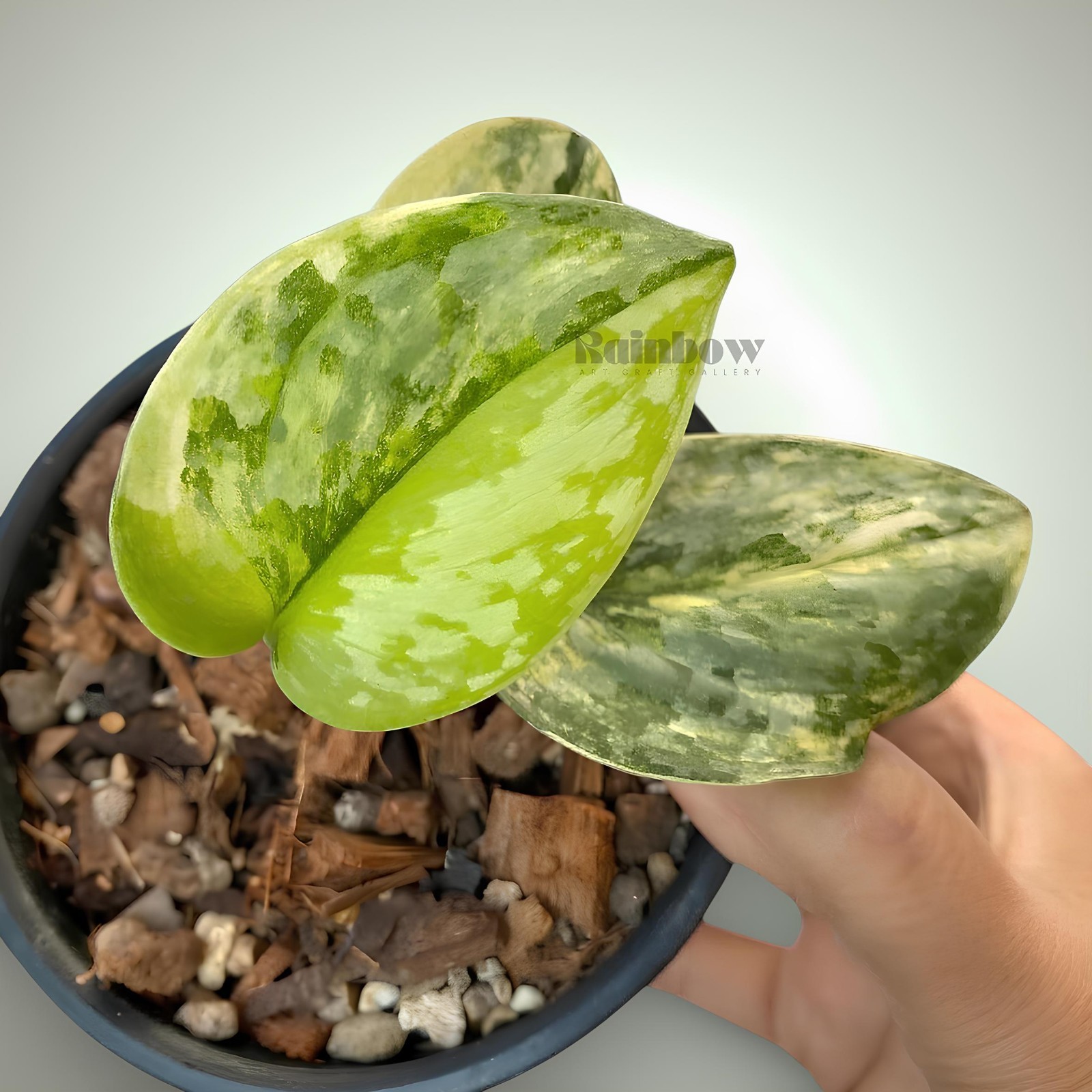 Scindapsus Geulis Jungle Plant