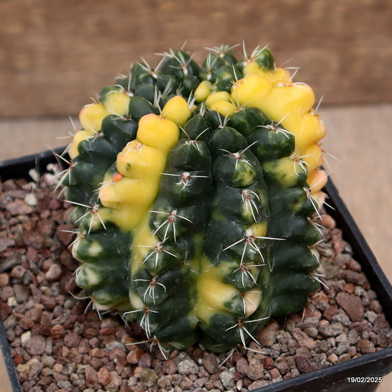 D557 GYMNOCALYCIUM BALDIANUM VARIEGATED pot10-H8-W9 cm MaMa Cactus