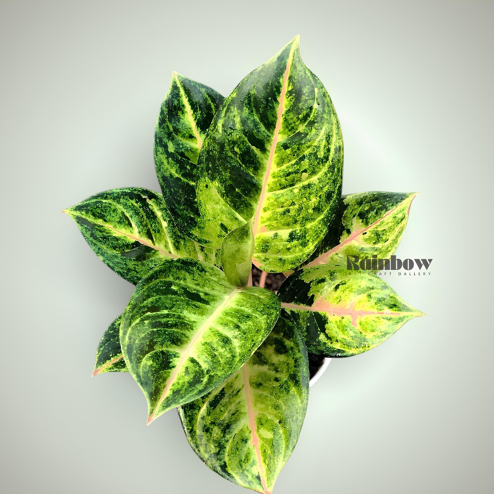 Aglaonema Golden Siam Beatiful Ornamental Plant