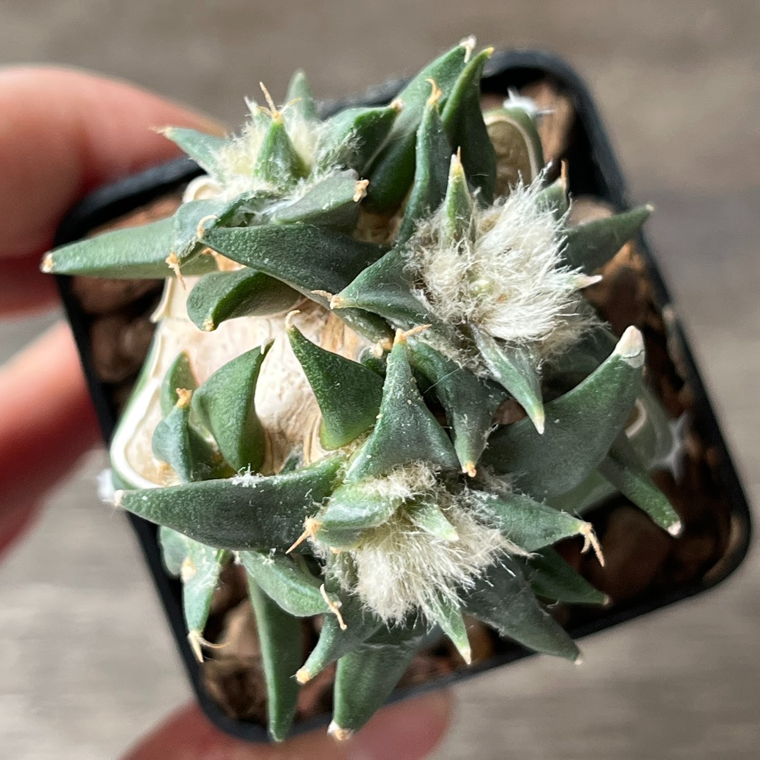 A56-911 Cactus hybr (scaph x trig), grafted
