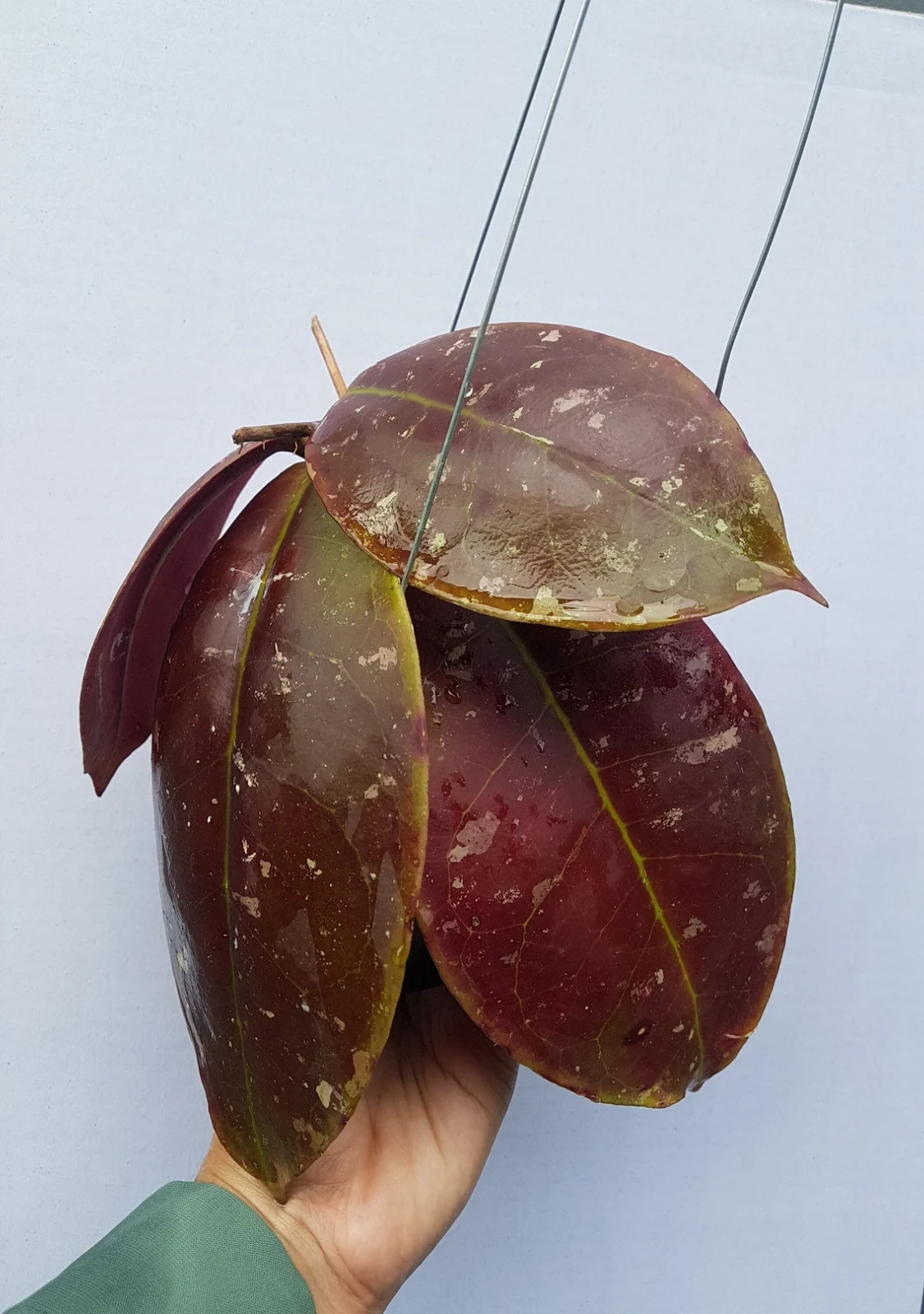 Real Pict Hoya Mitrata Red Rare Plant