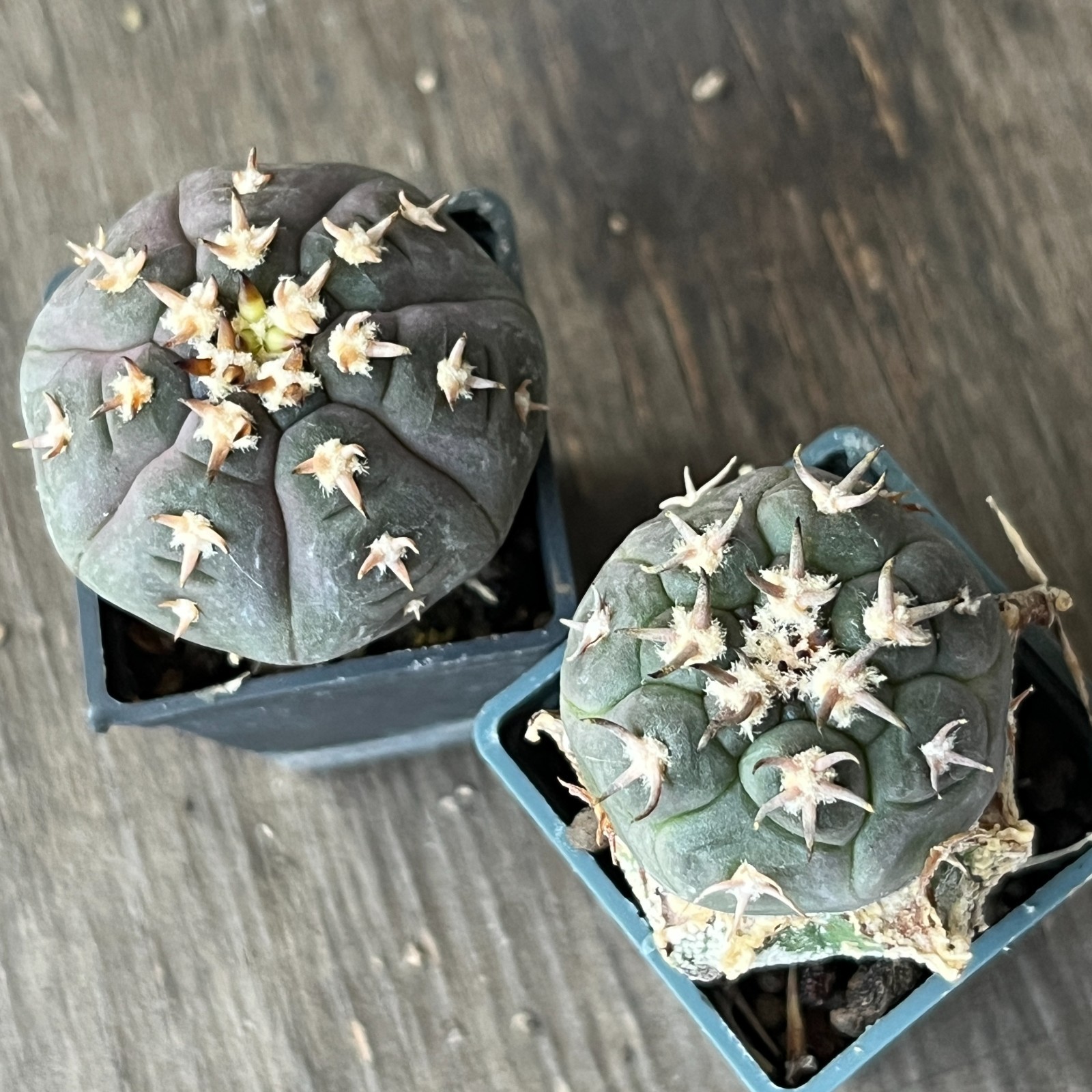 A50-1152 Gymnocalycium unguispinum SL-044 b, South of Puerta Tastil, grafted, 2