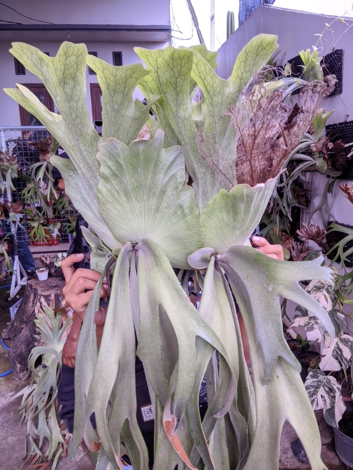 Platycerium Willinky Grove Big Size Real Picture Very Beauty