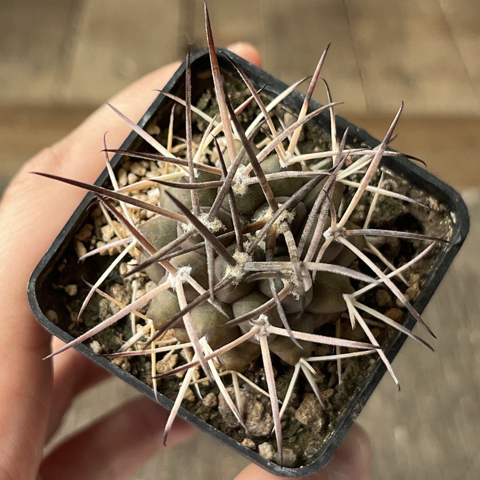 A37-1010. G. delaetii, spine selection In 2 generation, own root