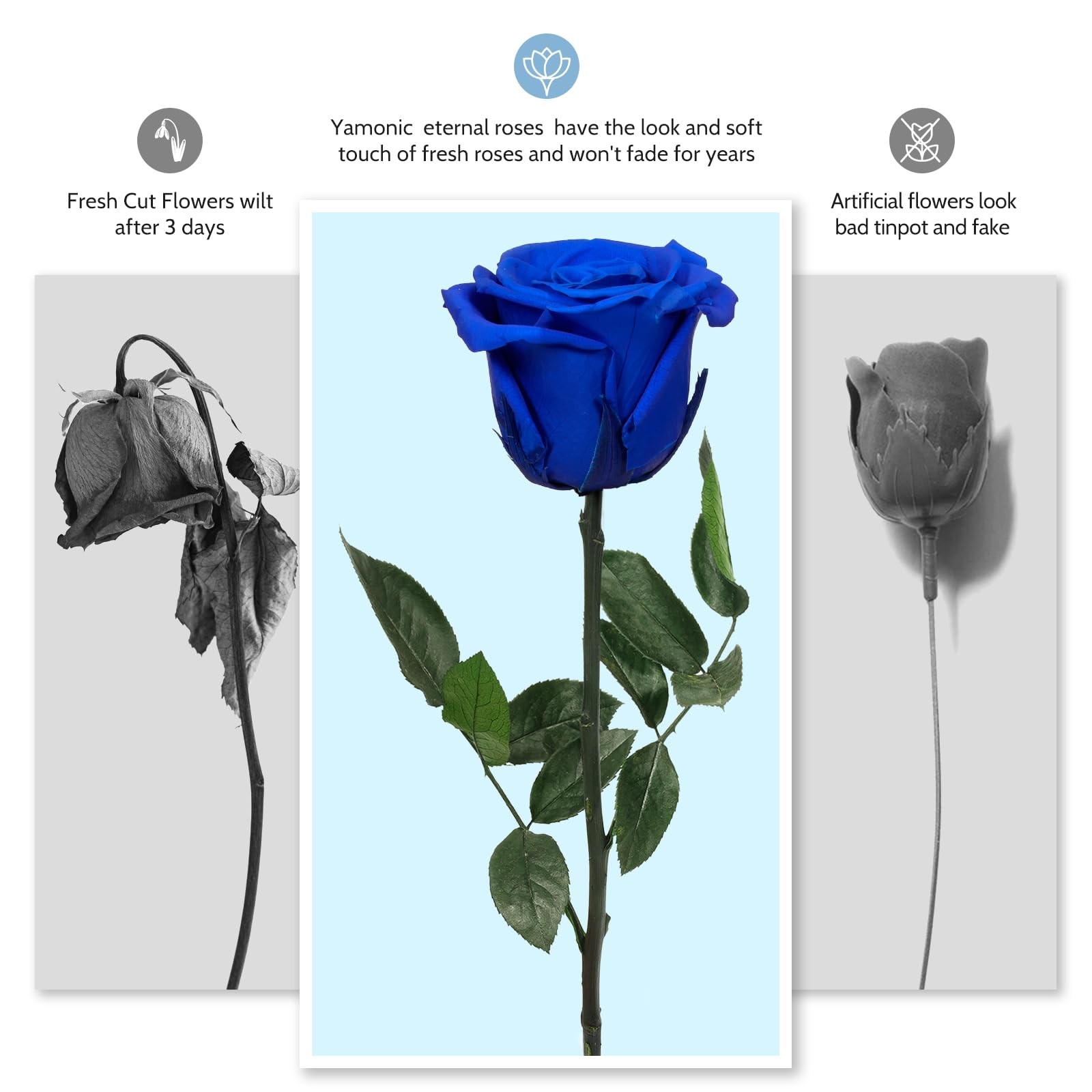 Preserved Real Rose Flower Mothers Day Birthday Anniversary Decor For Women