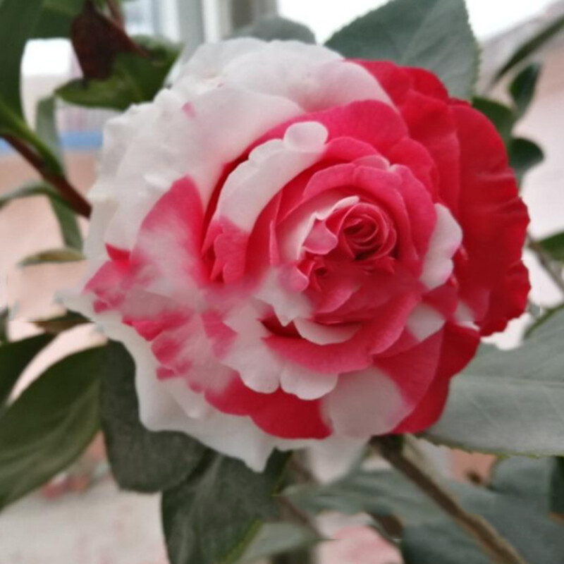 100 Mixed Color Rose Seeds for Garden Planting Varieties of Bush Perennial