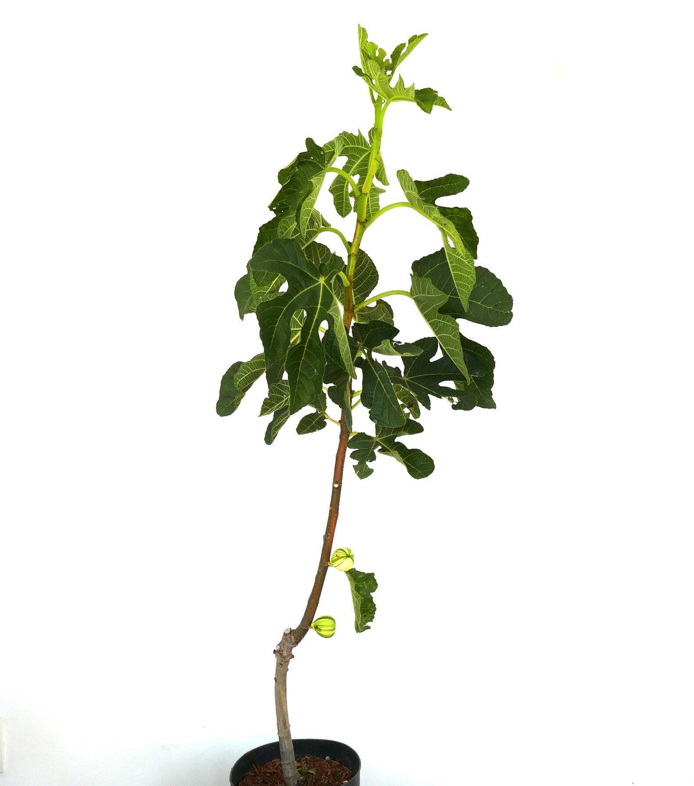 Ficus carica cv Panaché (Striped Fig) 70-80cm | Common fig | Edible fig – Common
