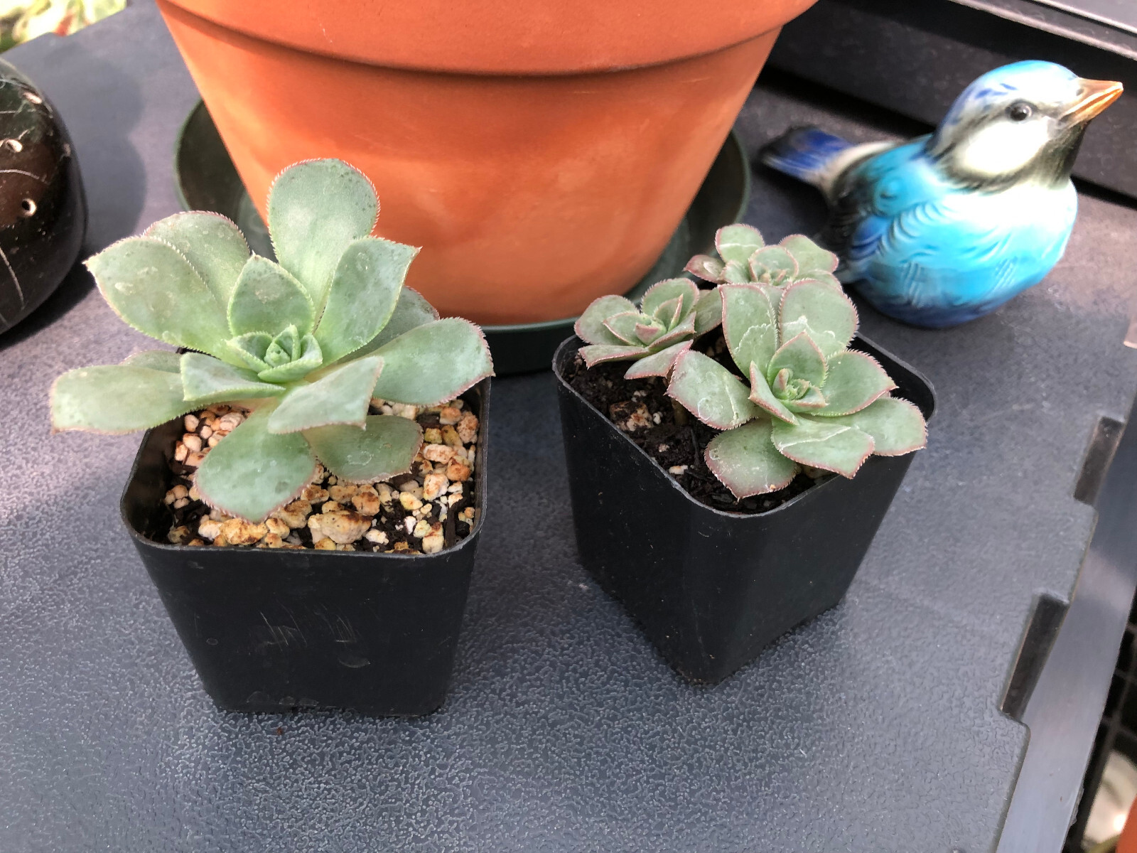 Rose Shaped Succulent – Fully Rooted – 2 inch pot – FREE SHIPPING!!!