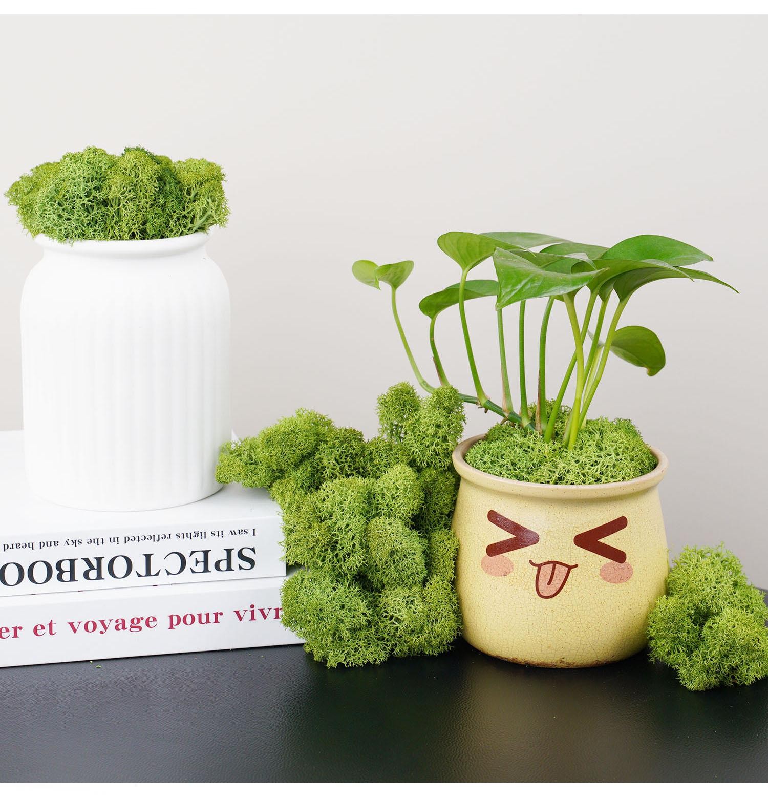 Artificial Green Moss, Eternal Life DIY Grass for Home, Garden & Mini Landscape