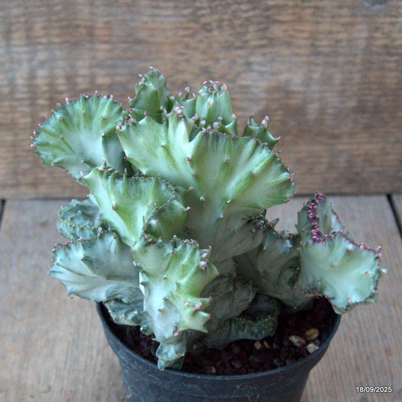 D6500 EUPHORBIA LACTEA CRESTED VARIEGATED pot10-H13-W15 cm MaMa Cactus