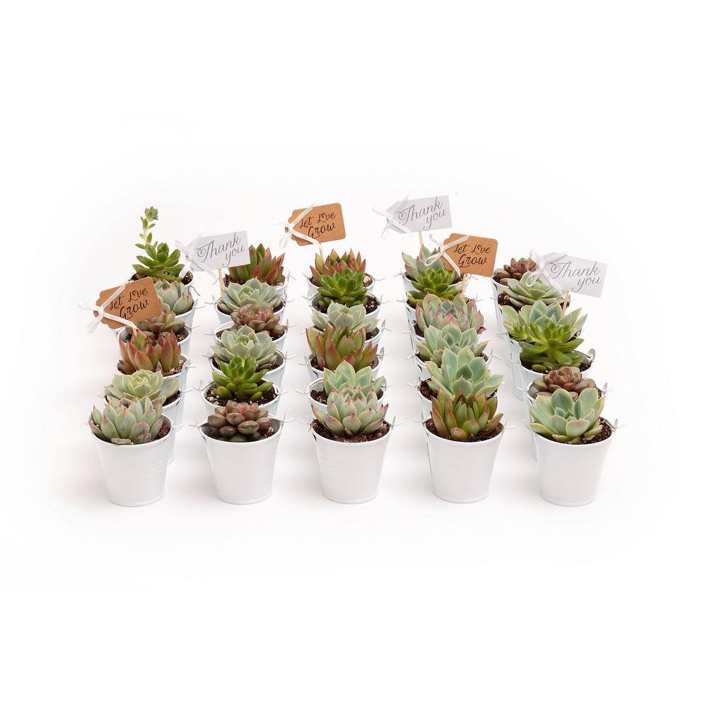 2 In. Wedding Event Rosette Succulents Plant with White Metal Pails and Let Love