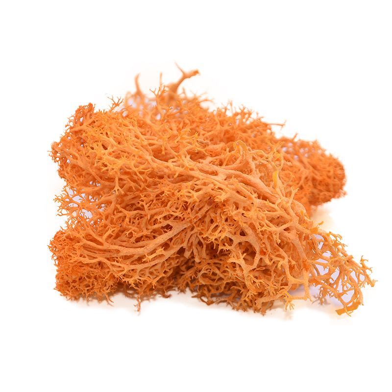 20g/40g Moss Grass Artificial Plant Eternal Life Moss DIY Home Garden Decor NEW