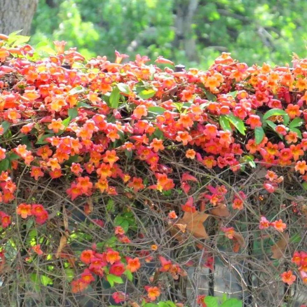 (10) JASMINE SEEDS rare exotic fragrant flower vine garden USA SELLER W/TRACK