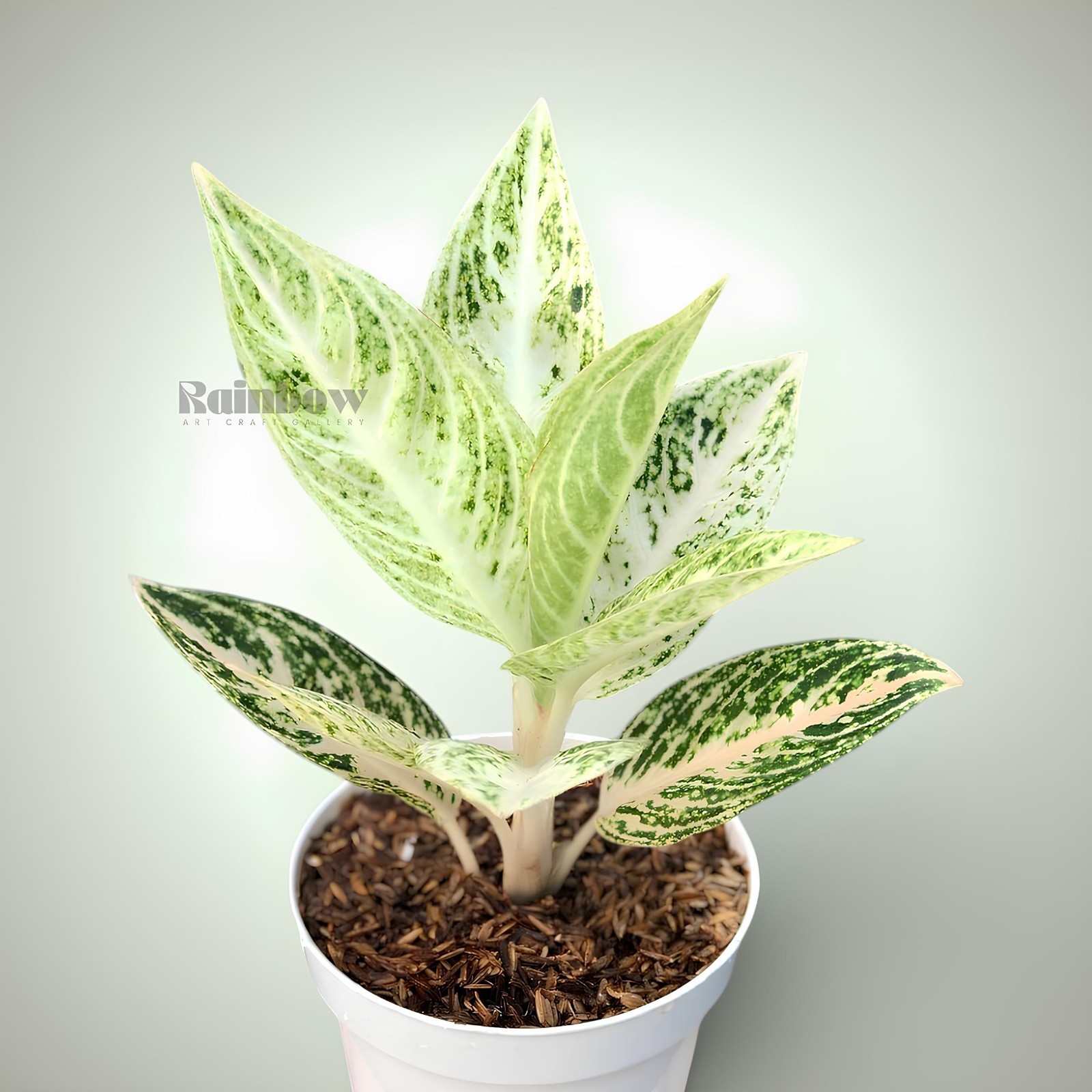 Aglaonema White Legacy Beatiful Ornamental Plant