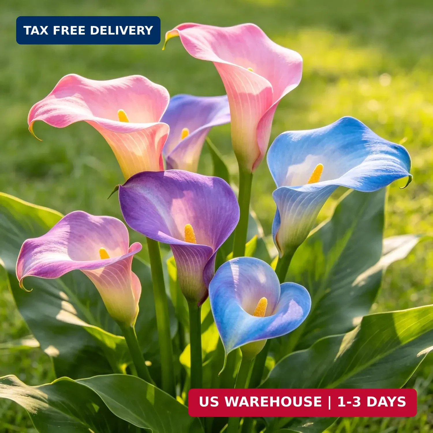 Perennial Rare Calla Lily Seeds, 200pcs Calla Lily Seeds, Heirloom Non-GMO Flowe