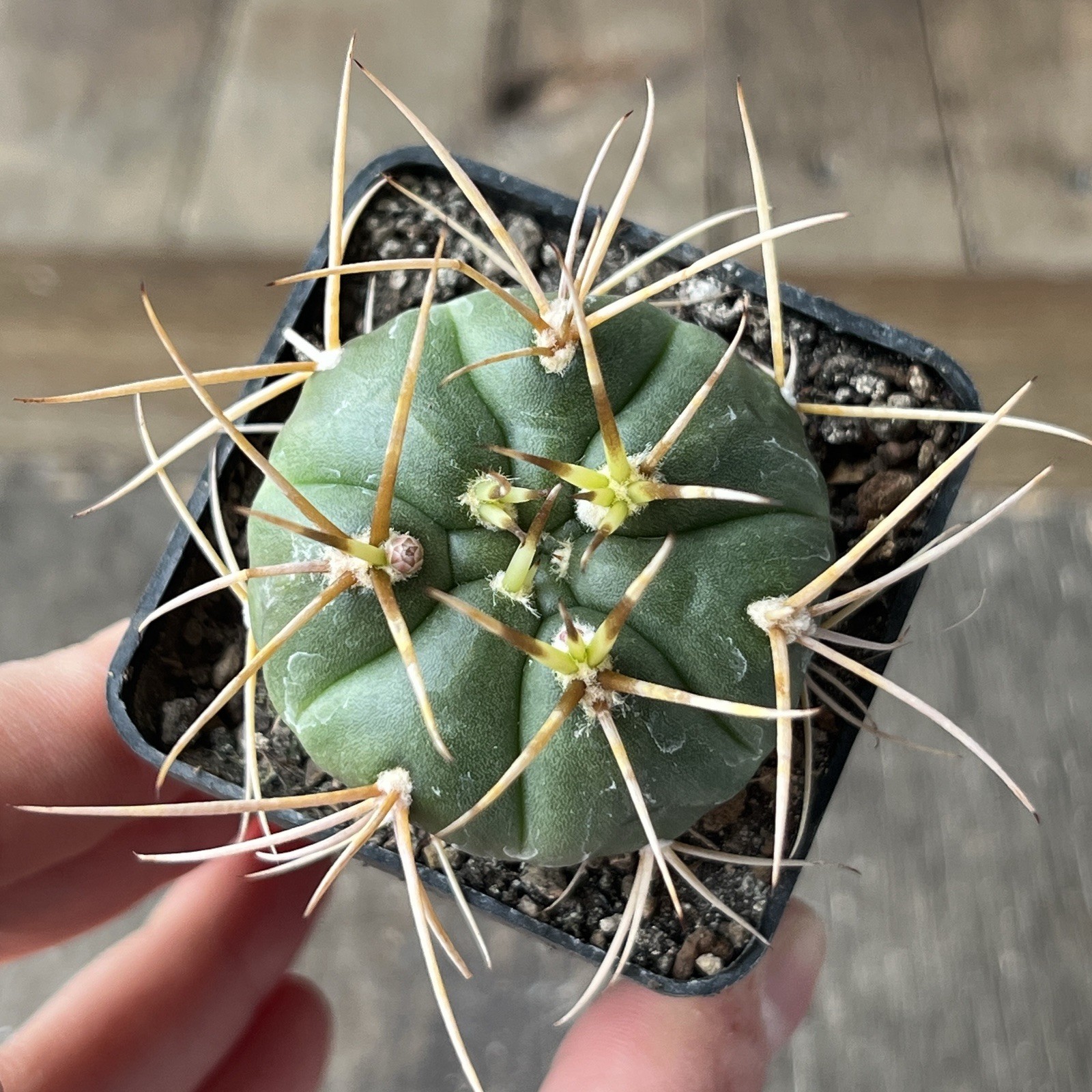 A12-470. G. Eurypleurum, own root
