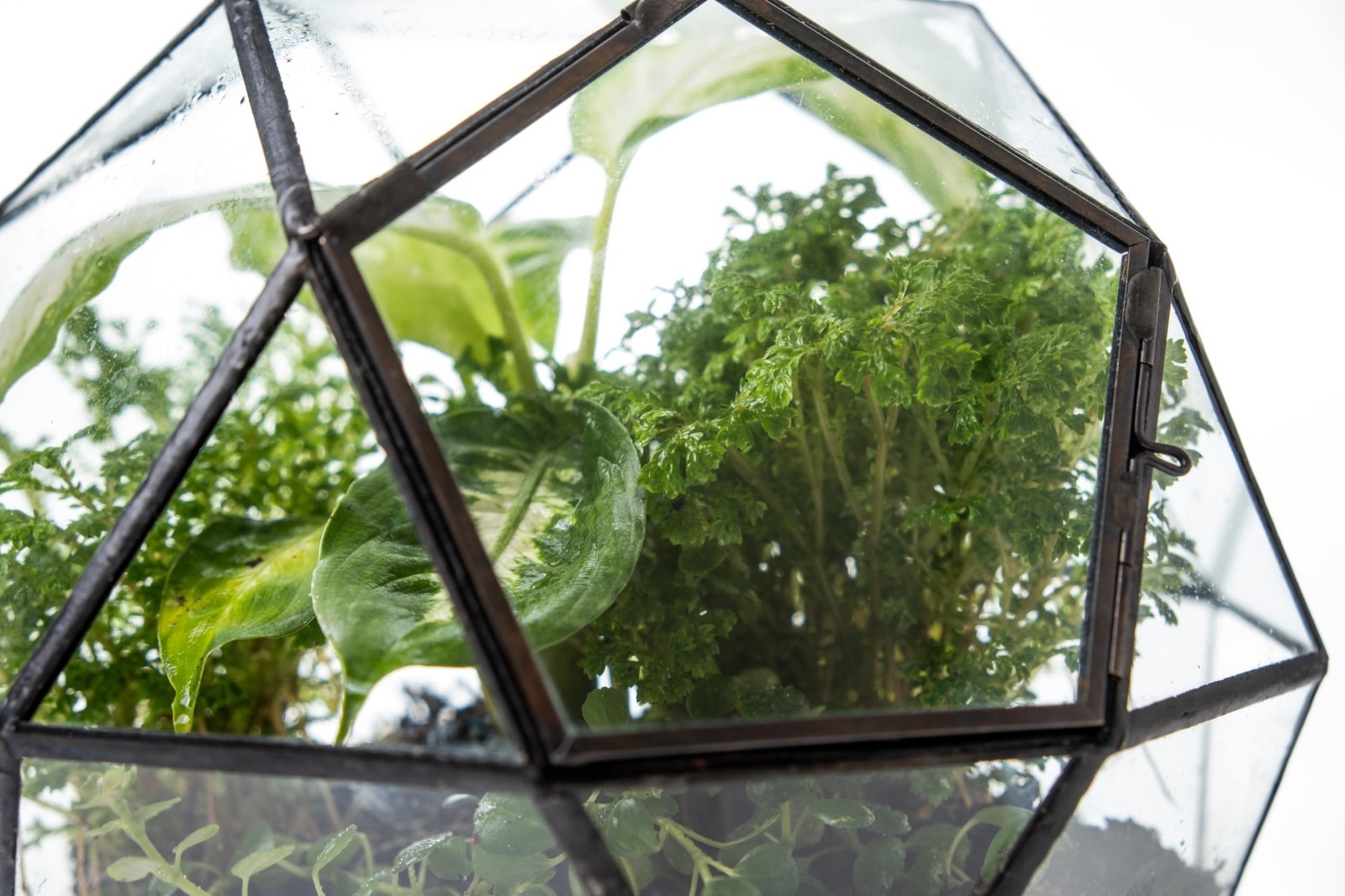 Clear Glass Terrarium with Door – Sphere Design Planter for Moss & Indoor Plants