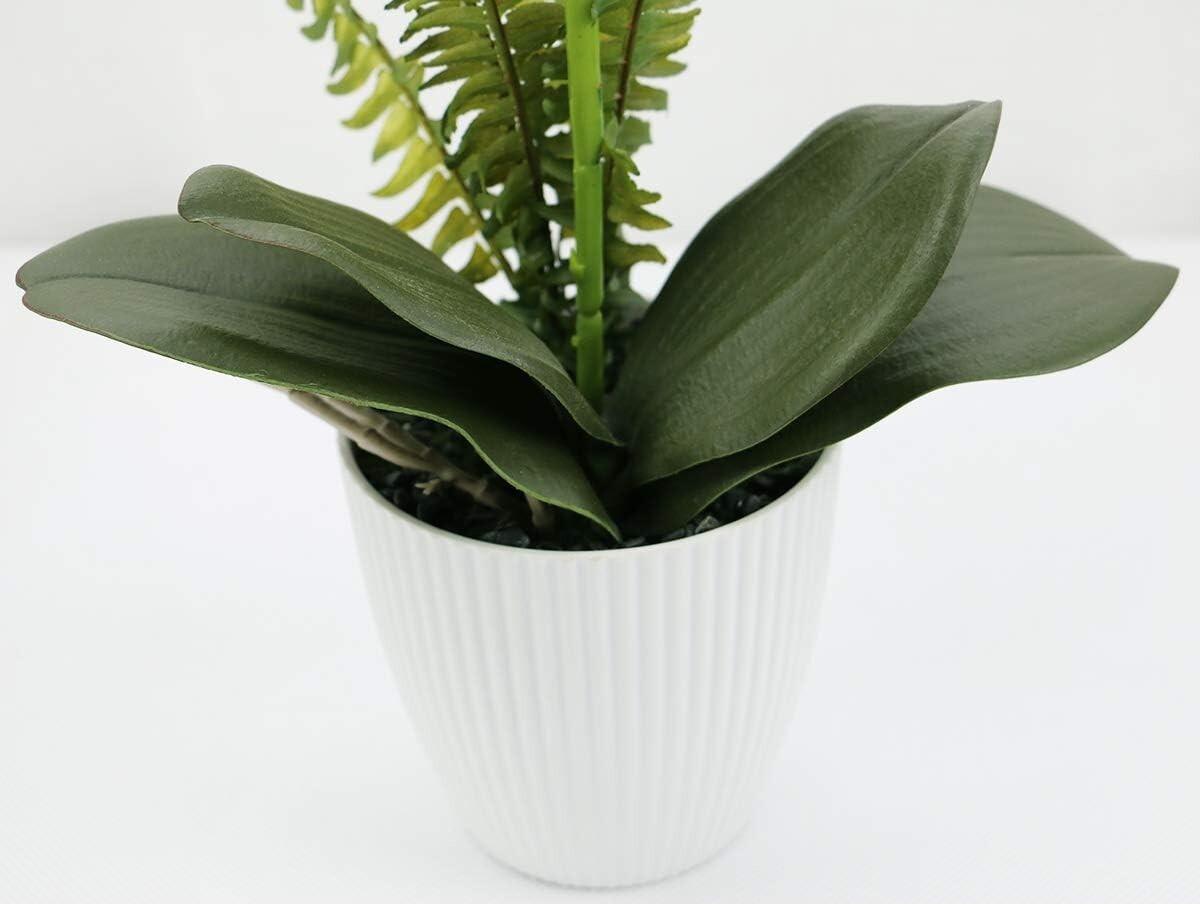 Decorative 16-Inch White Orchid – Perfect for Homes & Events – Low Maintenance