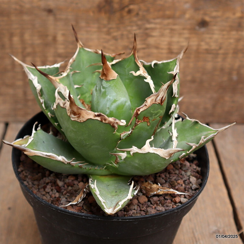 A8409 AGAVE TITANOTA pot14-H11-W16 cm MaMa Cactus