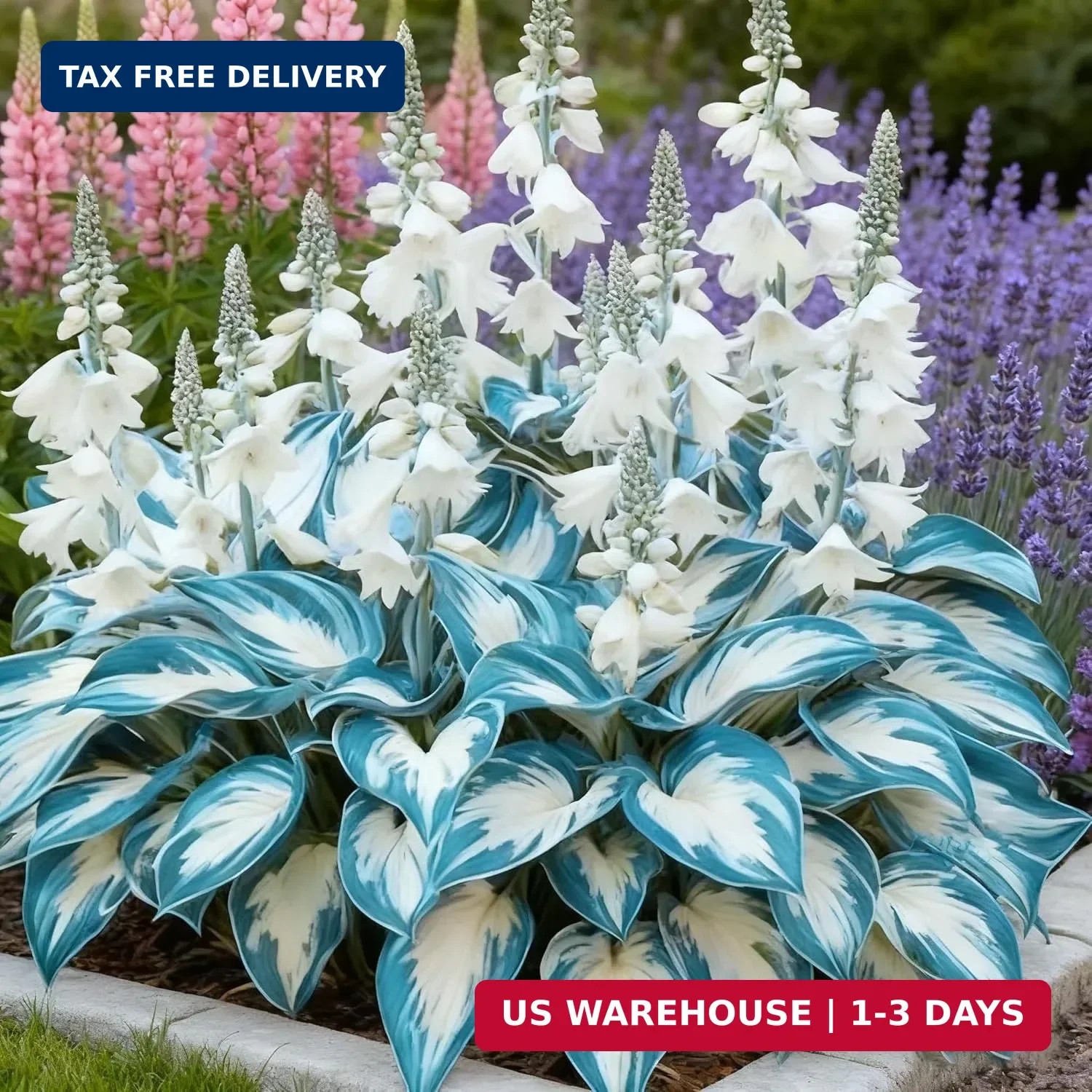 Hosta Seeds for Planting, 310+ Mixed Rare Hosta Seeds, Perennial Flower Palnts,