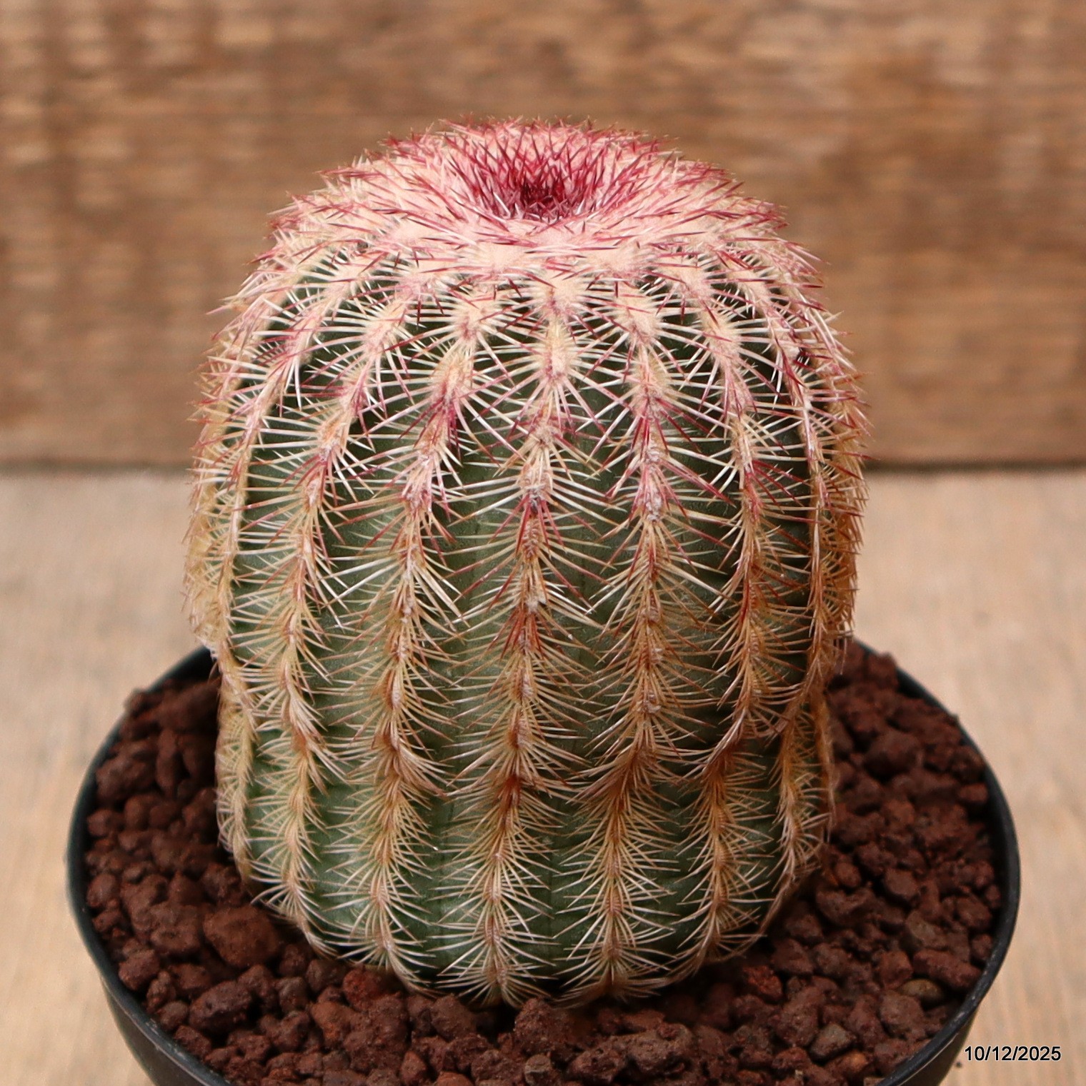 D7768 ECHINOCEREUS RIGIDISSIMUS pot10-H9-W7 cm MaMa Cactus