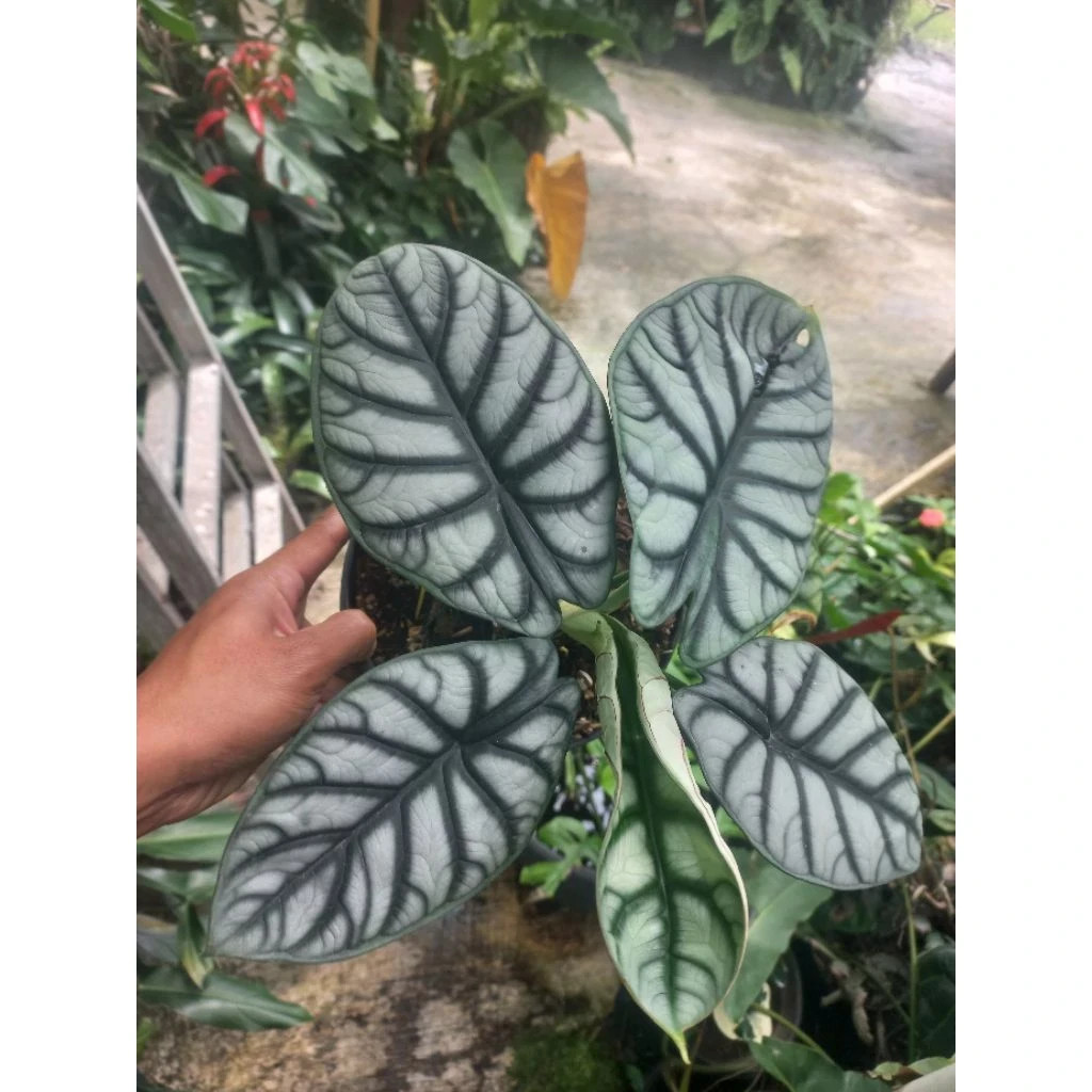 Alocasia Silver Dragon Rare Baginda Unique Live Tropical Plant PL106
