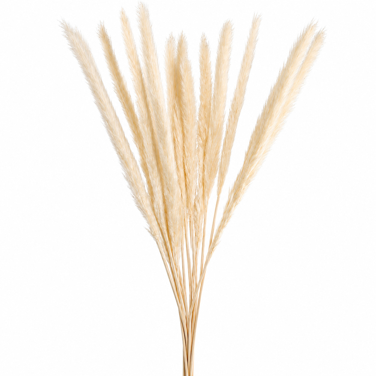 15 Stems Natural White Dried Pampas Grass Fluffy Reed Boho Home Wedding
