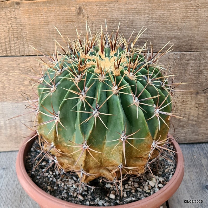 D5850 FEROCACTUS HYSTRIX pot25-H19-W21 cm MaMa Cactus