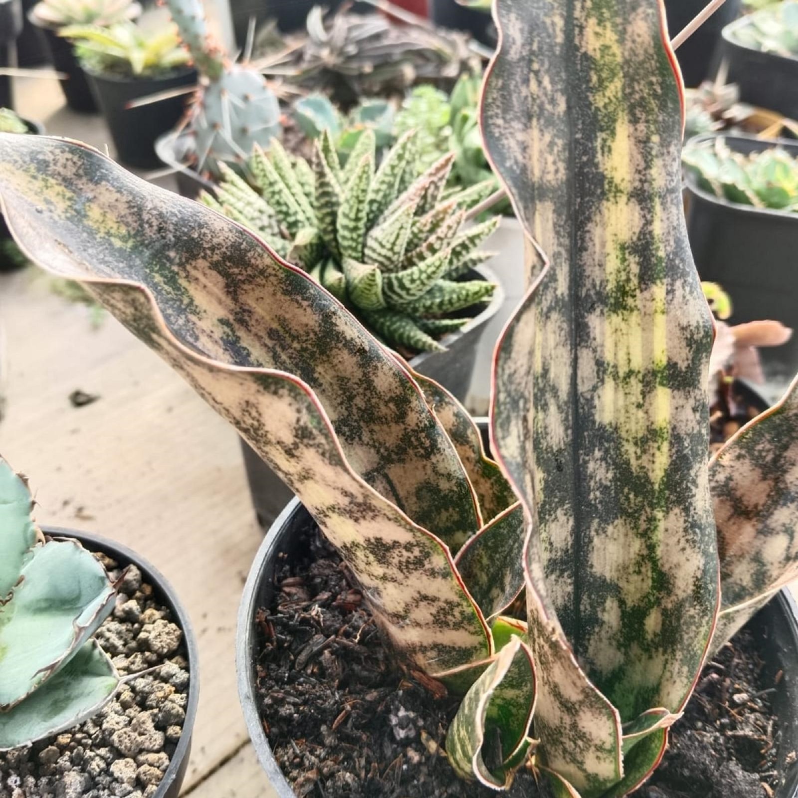 Sansevieria Kirkii Brown Variegated Rare Snake Plant