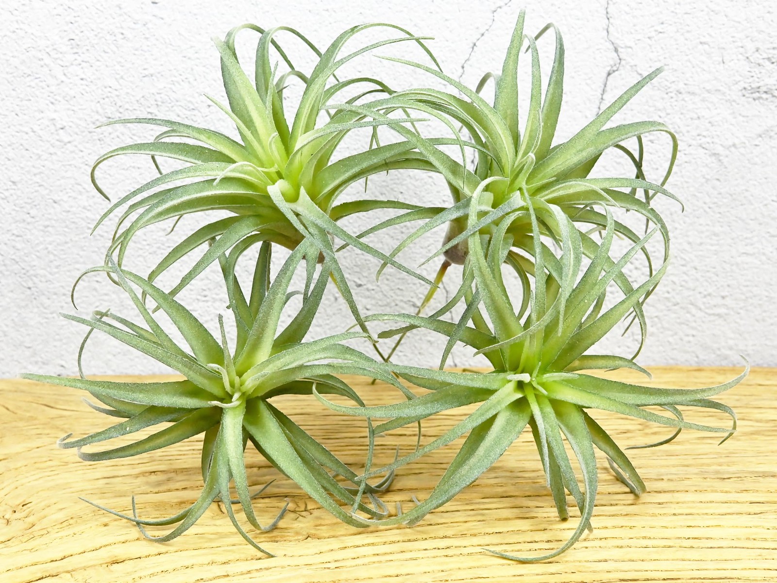 Fake Artificial Tillandsia Air Plants, 4pcs Flocked Green Faux Bromeliads for…