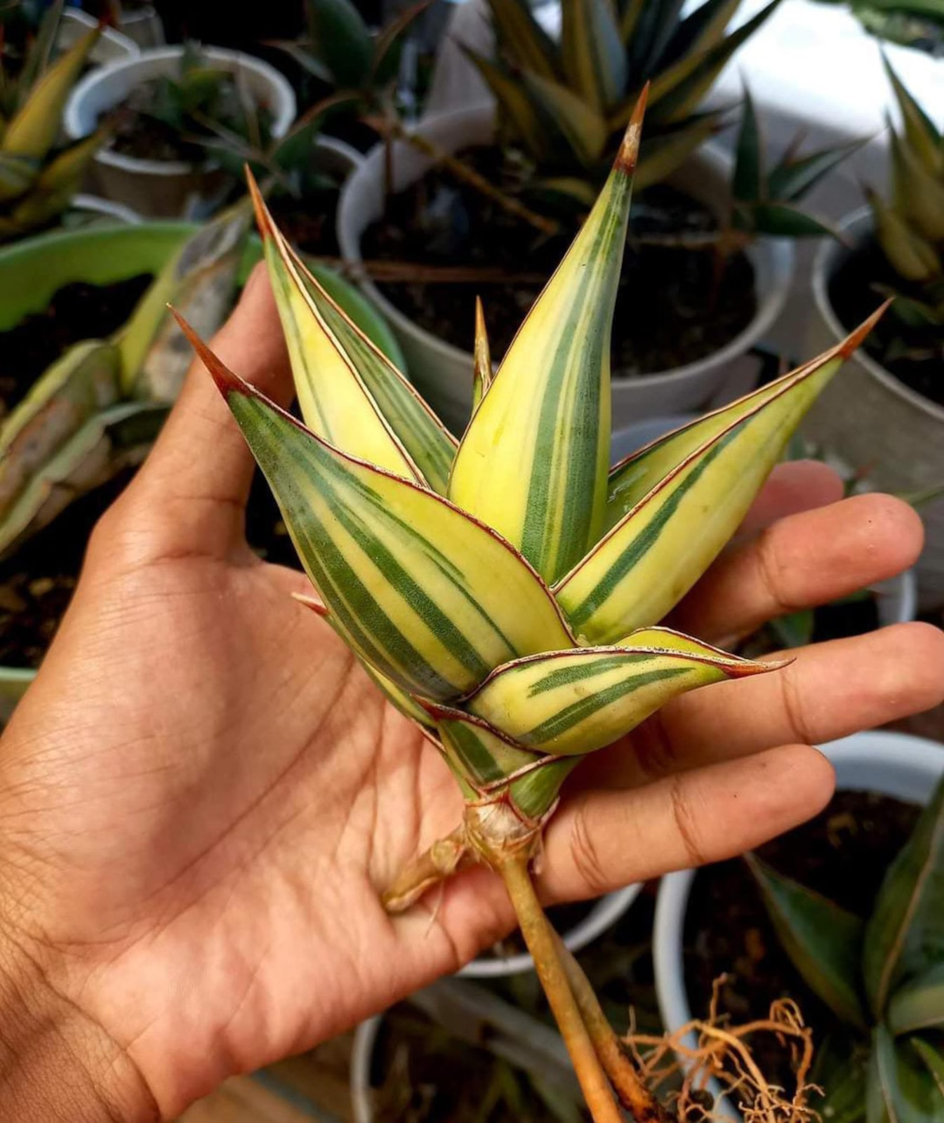 Sansevieria Pinguicula Variegated Medium Size Rare Uniqe Snake Plant