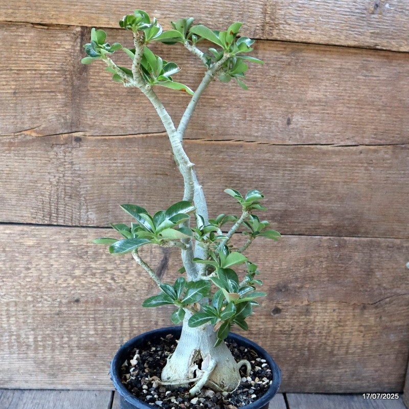 D5335 ADENIUM OBESUM pot17-H36-W16 cm MaMa Cactus