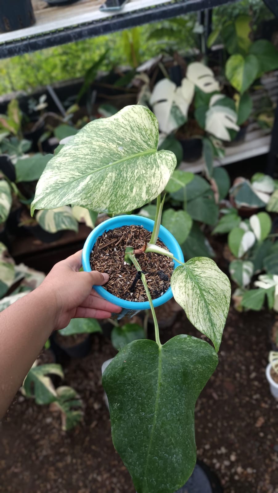 Real Picture Monstera White Monster Variegated 3 Leaves