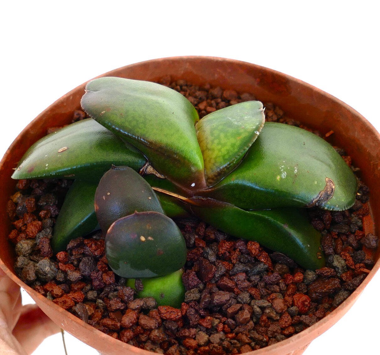 Gasteria pillansii cv 滑らか肌 GREEN WITH OFFSET – Namaqua gasteria | Pillans’ gaste