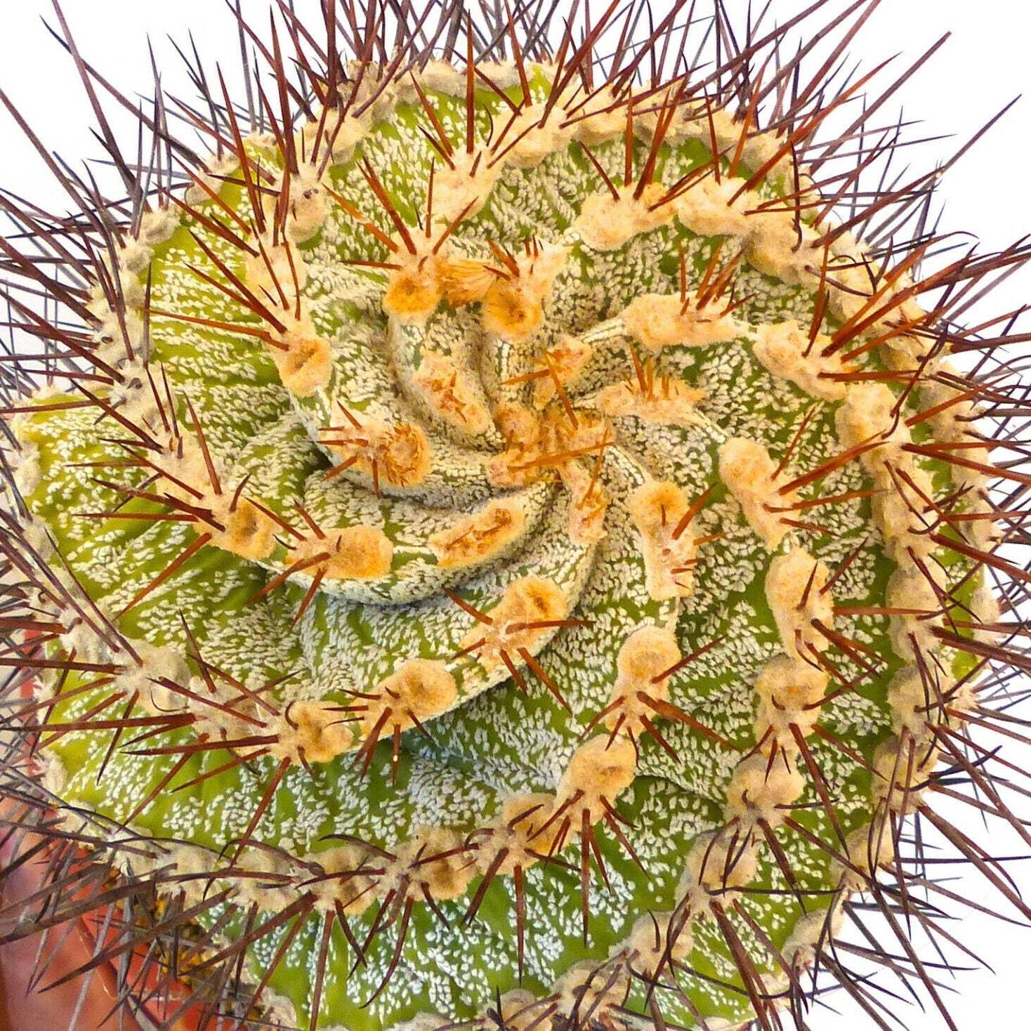 Astrophytum ornatum form spiralis 10 SEEDS – Spiral cactus | Bishop’s cap