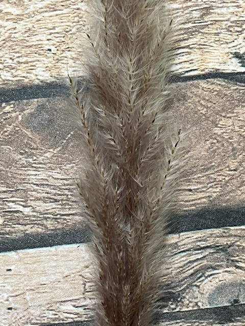 Natural Dried Pampas Grass ~ Boho ~ Home Decor ~ Wedding ~ 70 pcs