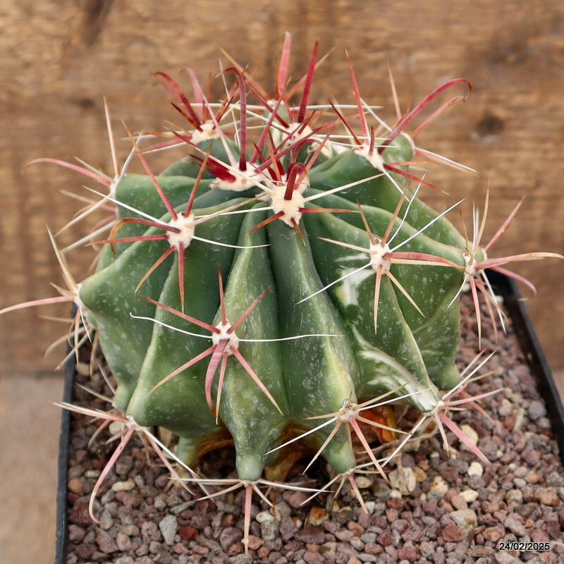 A3659 FEROCACTUS STAINESII VARIEGATED pot14-H12-W13 cm MaMa Cactus