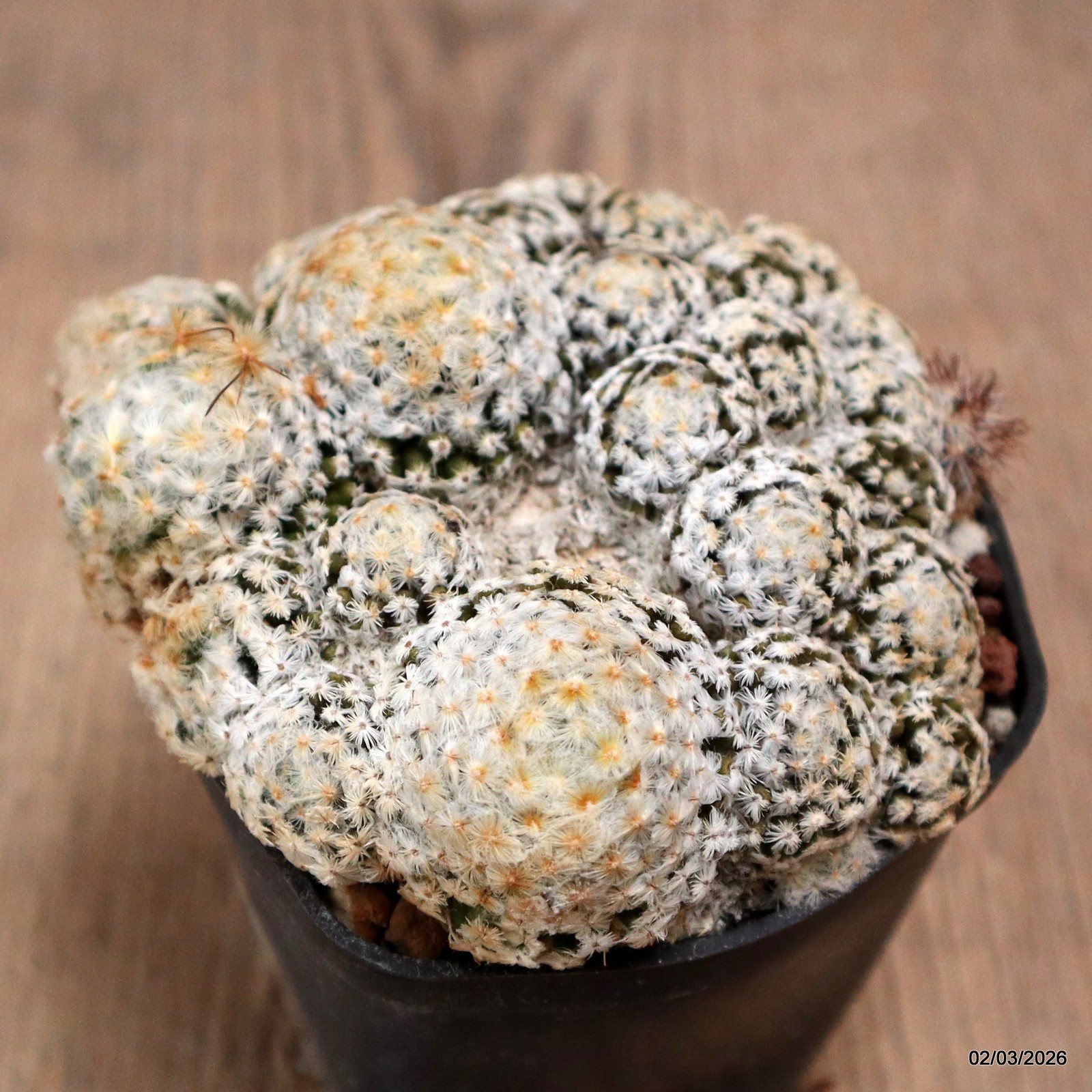 D7944 MAMMILLARIA SCHIEDEANA METZTITLAN pot7-H4-W9 cm MaMa Cactus