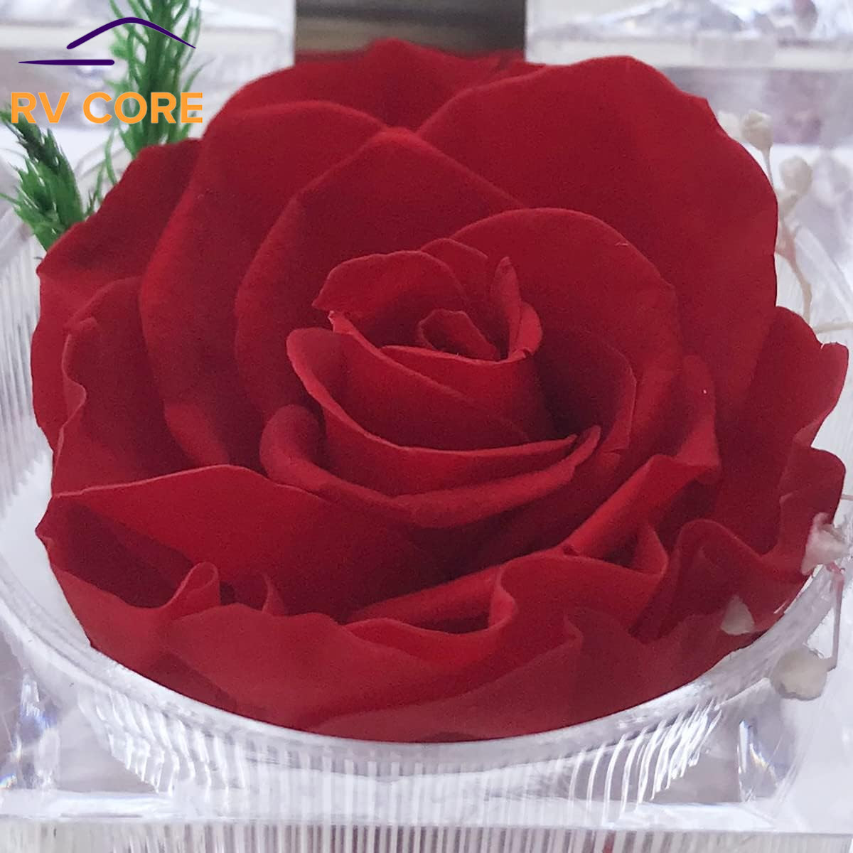 Real Preserved Forever Rose in Ring Box Gift for Mom Wife Girlfriend Red