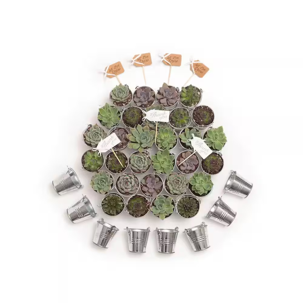 2 In. Wedding Event Rosette Succulents Plant with Tin Metal Pails and Let Love G