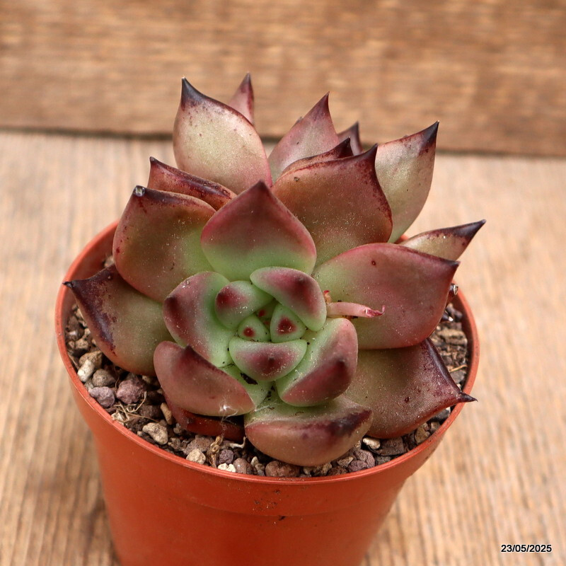 D4332 ECHEVERIA AGAVOIDES “ROMEO” pot8,5-H7-W9 cm MaMa Cactus