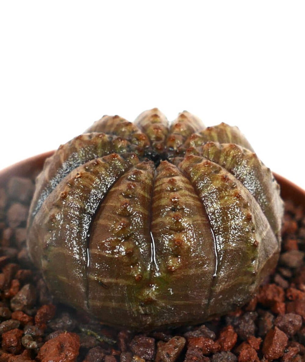 Euphorbia obesa BROWNISH BODY with extra RIB C182