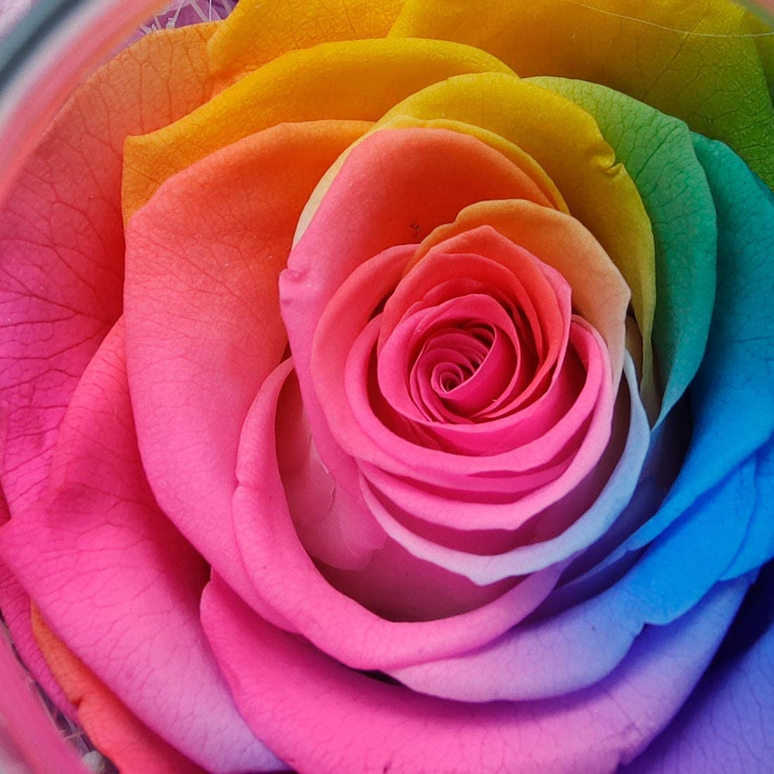 Preserved Real Roses with Colorful Mood Light Wishing Bottle,Eternal Rose，Never