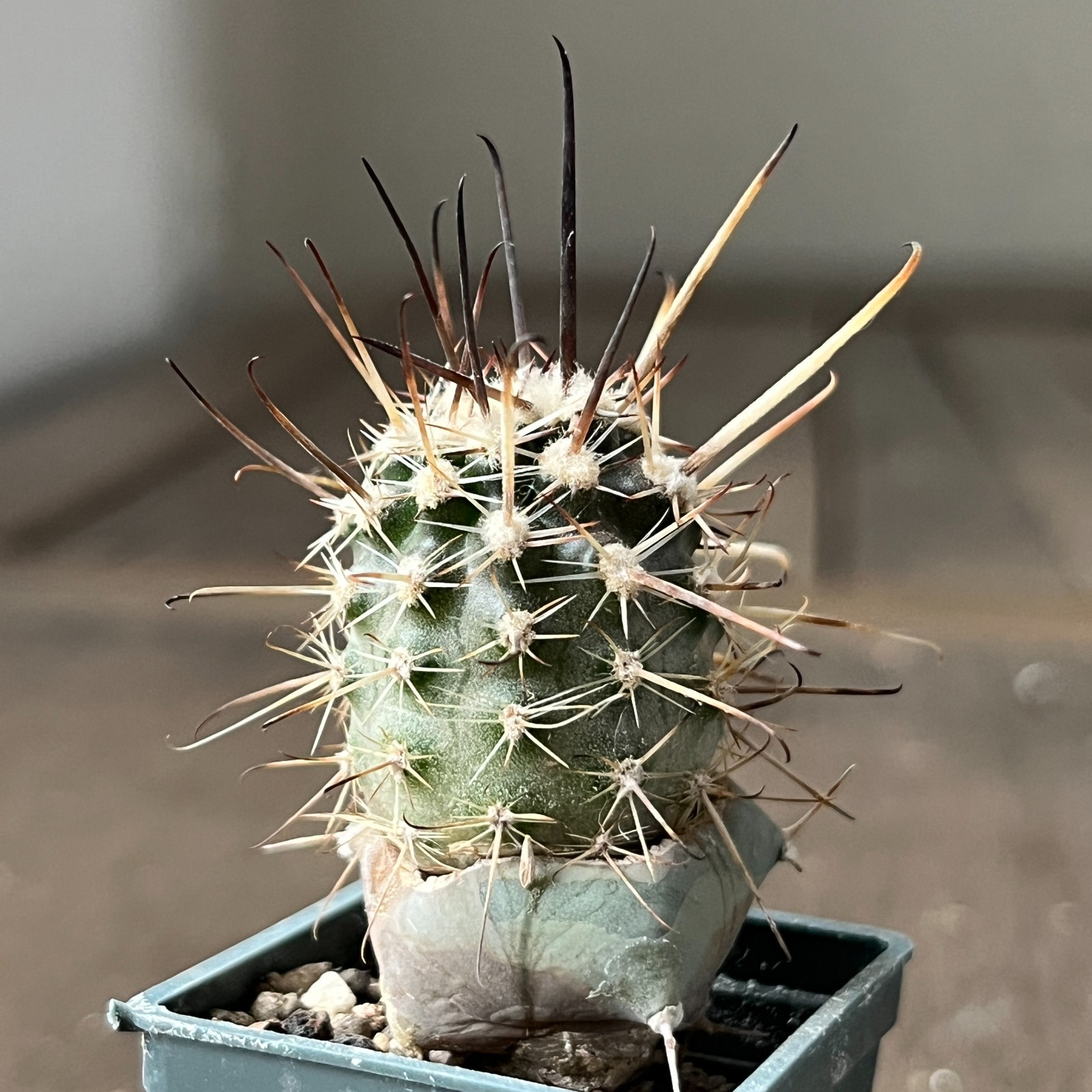 A26-1473 Austrocactus JN 401, 4 pieces, grafted